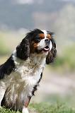 CAVALIER KING CHARLES 624